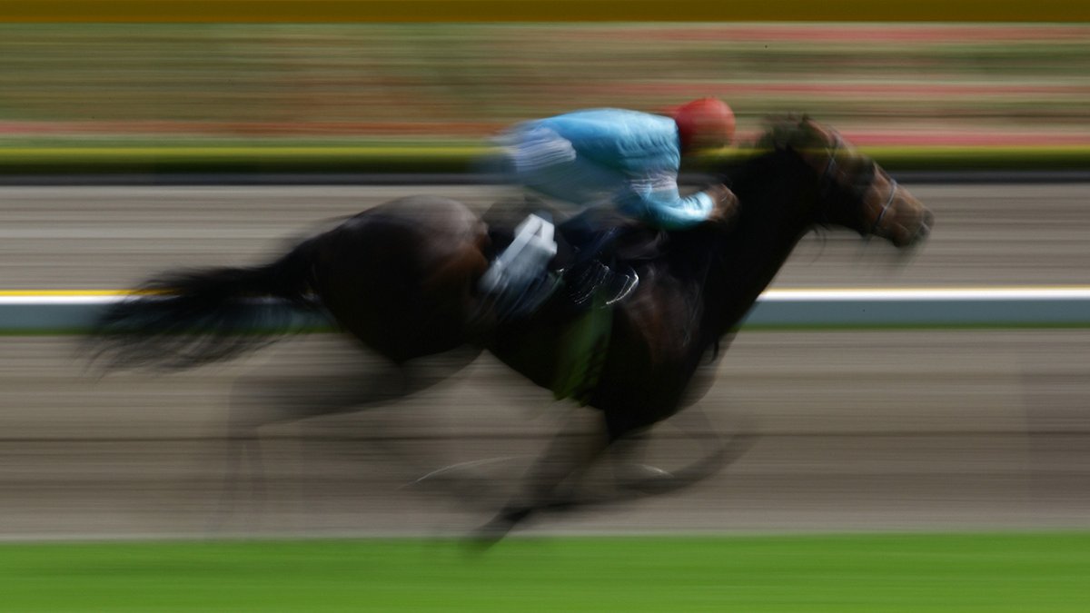 Racehorse at speed on the track
