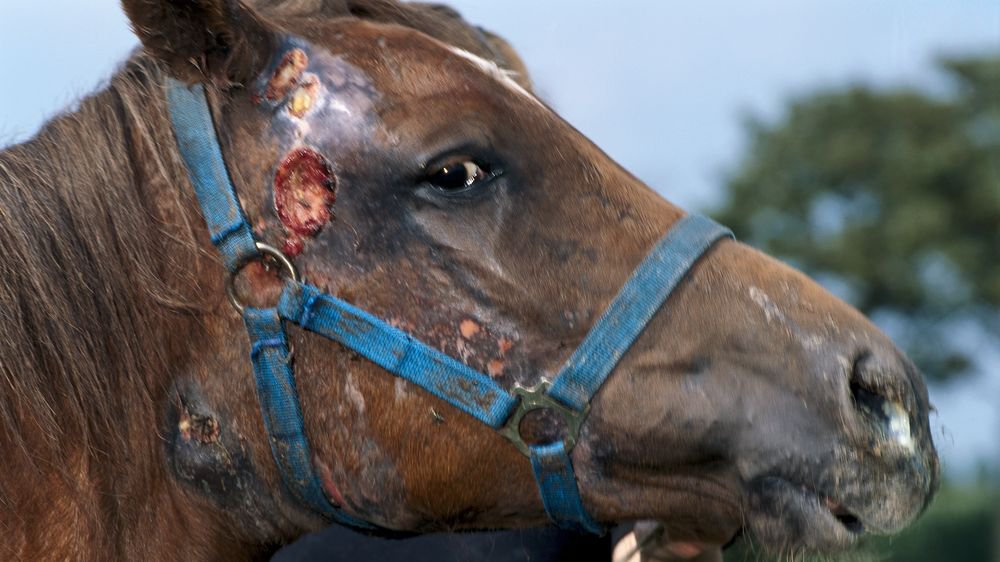 Horse with abscessation of lymph nodes