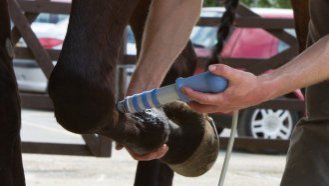 Performing shockwave therapy of proximal suspensory ligament