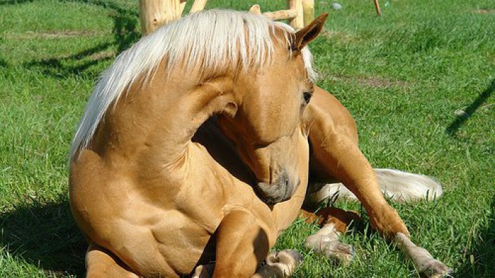 Horse looking at side showing signs of colic