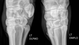 Radiographs of a horse which has carpal arthritis