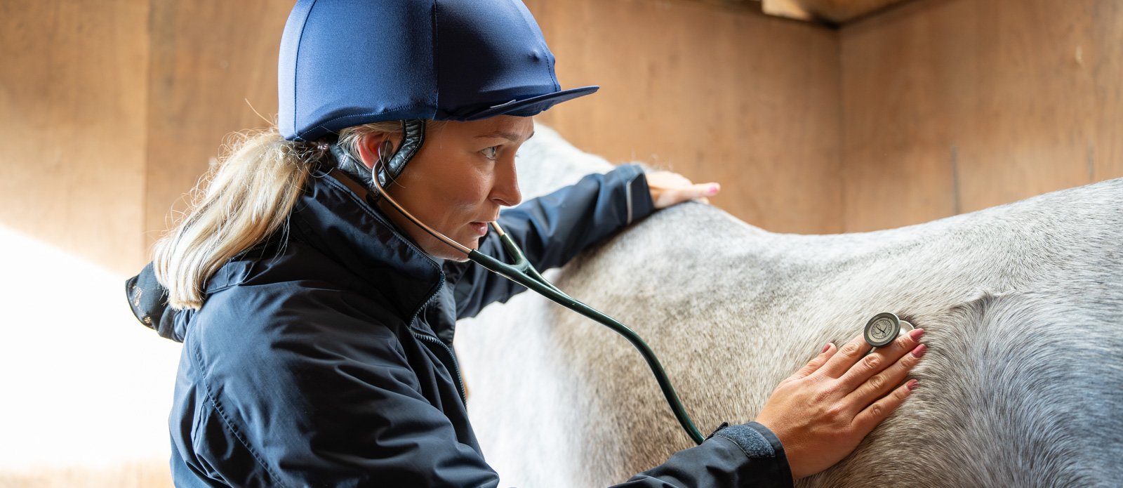 A vet checking a horse's lungs with a stethoscope