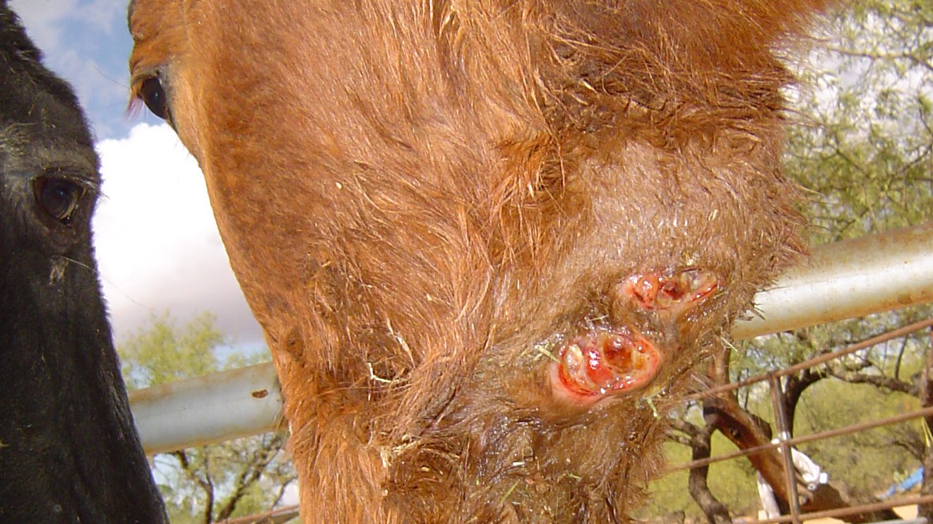 horse with abscessation of lymph nodes