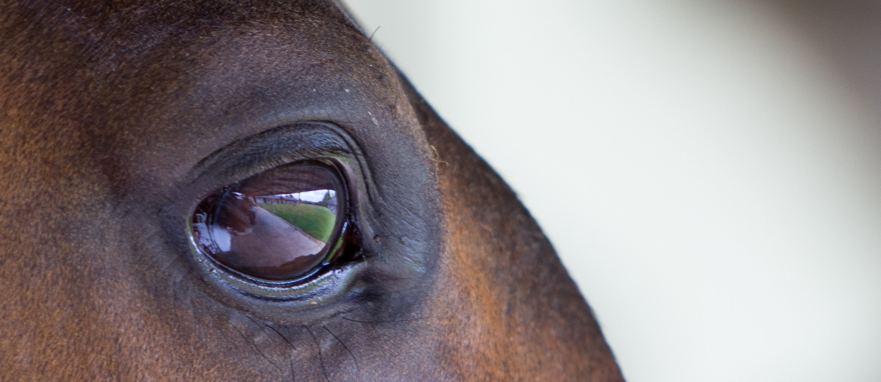 Close-up of horse's eye