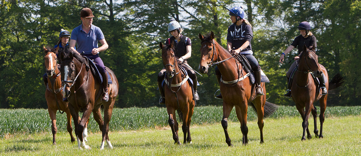 A string of racehorses on the South Downs