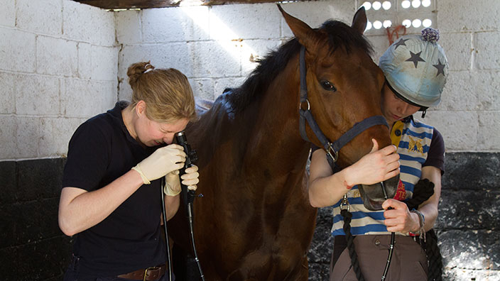 Endoscopy | Stable Close Equine Practice | Winchester, Hampshire