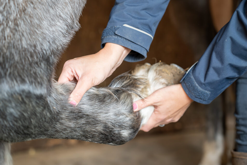 Stable Close (Web) 058
